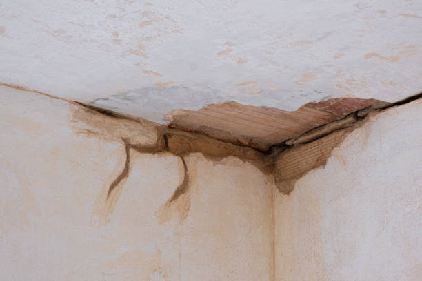 Best Basement water damage restoration  in Atwood, TN